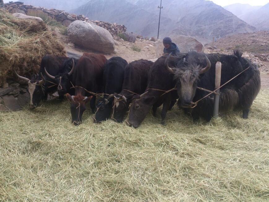 Zanskar Threshing
